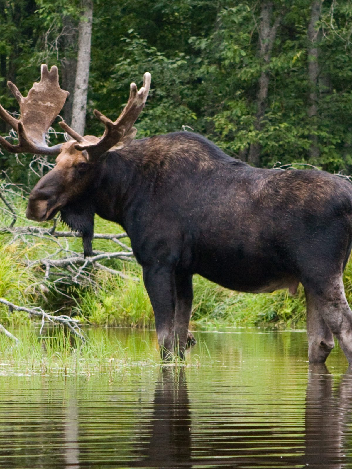 Northern Maine